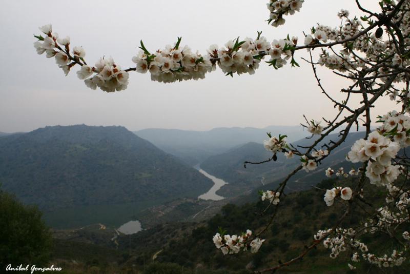Vila Moradias Do Douro Internacional Freixo de Espada à Cinta Exteriér fotografie